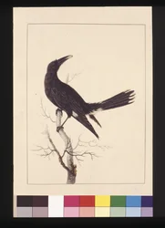 Pagina 30. White, Vented Crow. Ora conosciuto come un Pied Currawong, c.1789-90