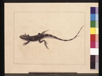 Pagina 31. Lucertola muricata. Ora noto come drago degli alberi, c.1789-90