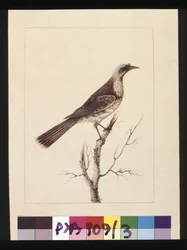 Pagina 3. Knob, Fronted Bee Eater: Firmato l.c. Sarah Smith. Ora conosciuto come un uccello frate, c.1789-90