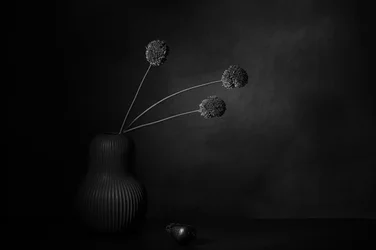 Quiete floreale oscura