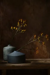 Vasi botanici malinconici