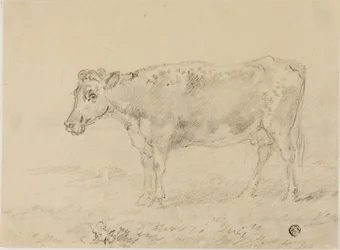 Mucca
