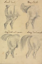 Quattro schizzi di code di cavallo