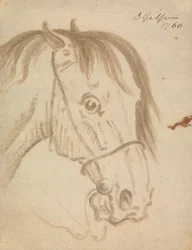 Testa di cavallo