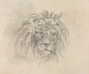Testa di un leone