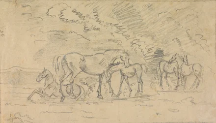 Cavalli in un prato