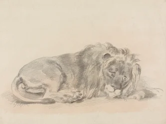 Leone Sdraiato