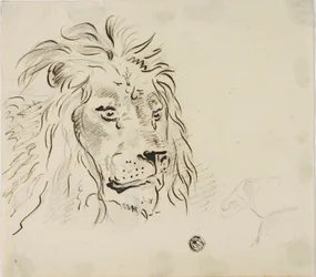 Testa di Leone