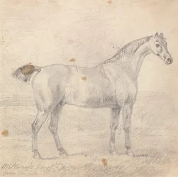 Il Cavallo del Signor Plumer