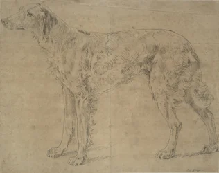 Cane da caccia