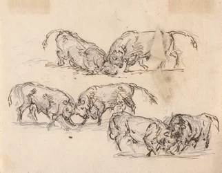 Studi di corrida