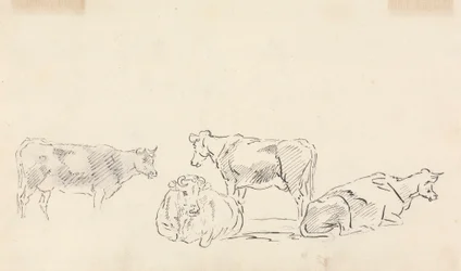 Studio di Bovini