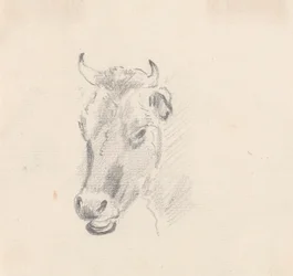 Studio della testa di una mucca