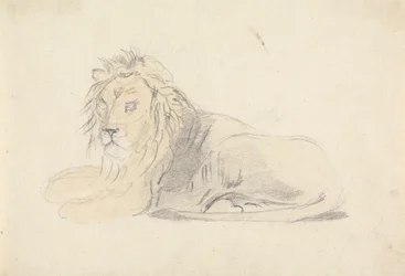 Studio di un leone