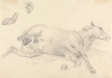 Studio di un cavallo sdraiato