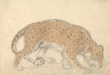 Studio di un leopardo