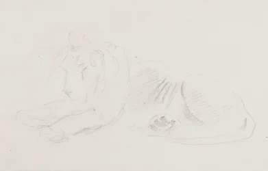 Studio di un leone