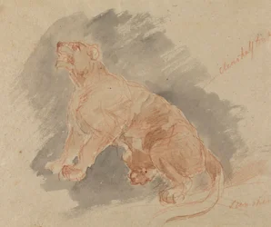 Studio di una tigre