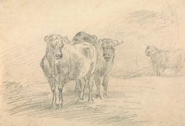 Due mucche su una collina