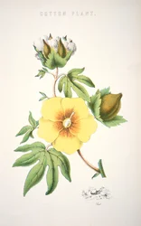 Una pianta di cotone