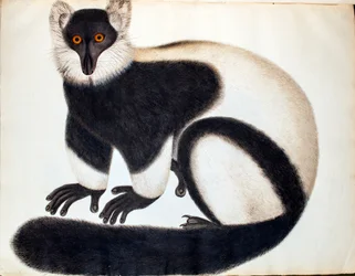 Lemure bianco e nero, dalla 