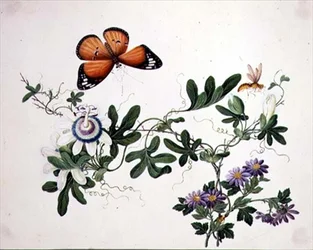 Fiore della passione e farfalla