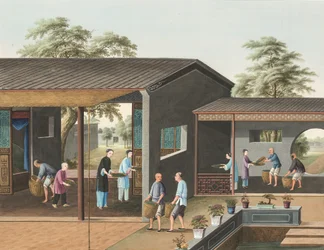 Produzione di tè, c. 1820