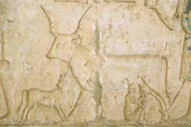 Antico Egitto, Incisione murale, Tomba di Petosiris, Tuna el Gebel, 300 a.C., Mungitura di una mucca