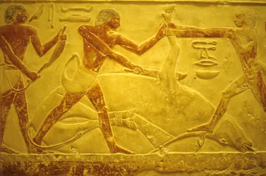 Antico Egitto, Scultura/pittura murale, Mastaba/Tomba di Idout, Saqqara, 2323-2150 a.C., Toro macellato per il sacrificio