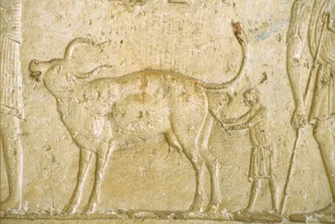 Antico Egitto, Scultura/pittura murale, Tomba di Petosiris, Tuna el Gebel, 300 a.C., Aiutare una mucca a partorire