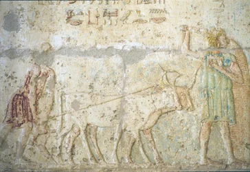 Antico Egitto, Incisione murale/pittura, Tomba di Petosiris, Tuna el Gebel, 300 a.C., Aratura e semina dei campi (foto)