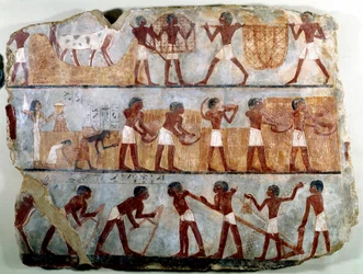 Antichità egizia: pittura murale dalla tomba tebana di Ounsou: il lavoro dei campi: aratura, semina, raccolta, trasporto di covoni, sradicamento e trebbiatura dei cereali. Regno di Thutmosis III