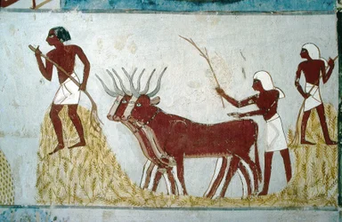 Luxor, Tebe: Tombe dei nobili: la tomba di Nakht. Scena agricola. Valle dei Nobili.
