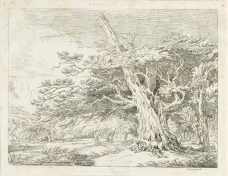 Needwood - Quercia