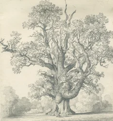 Needwood - Quercia di Swilcar: disegno a matita