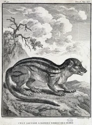 Gatto selvatico indiano a strisce nere