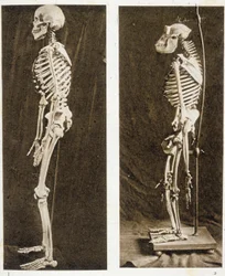 Scheletri di un Uomo e di uno Scimpanzé