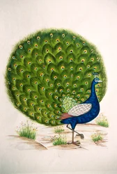 Miniatura dipinta su seta: pavone