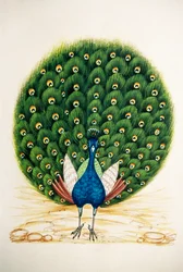 Pavone