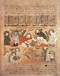 Illustrazione dal 