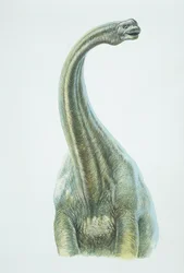 Brontosauro, periodo Giurassico