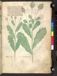 Tractatus de herbis (Erbario) c.1280-1310