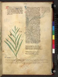 Tractatus de herbis (Erbario) c.1280-1310