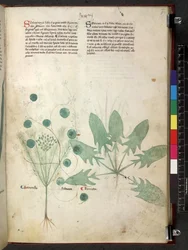 Tractatus de herbis (Erbario) c.1280-1310