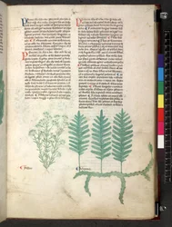 Egerton 747 Tractatus de herbis (Erbario) c.1280-1310