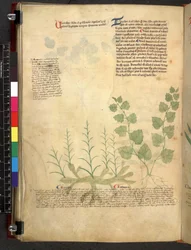 Egerton 747 Tractatus de herbis (Erbario) c.1280-1310