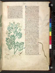 Egerton 747 Tractatus de herbis (Erbario) c.1280-1310