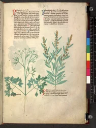 Egerton 747 Tractatus de herbis (Erbario) c.1280-1310