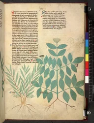 Tractatus de herbis (Erbario) c.1280-1310