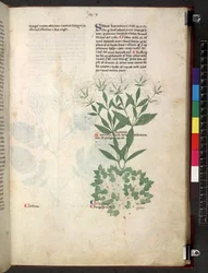 Tractatus de herbis (Erbario) c.1280-1310
